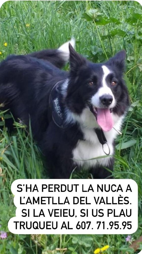 Perdut  gossa a la Zona de
 l'Ametlla del Valles.
És una border collie I és diu Nuca. Té 4 anyets pobreta...
Va marxar espantada per un tro.
Ens ajudarieu molt si en poguessiu fer difusió. 607719595

#XarxaBarcelonaPerduts