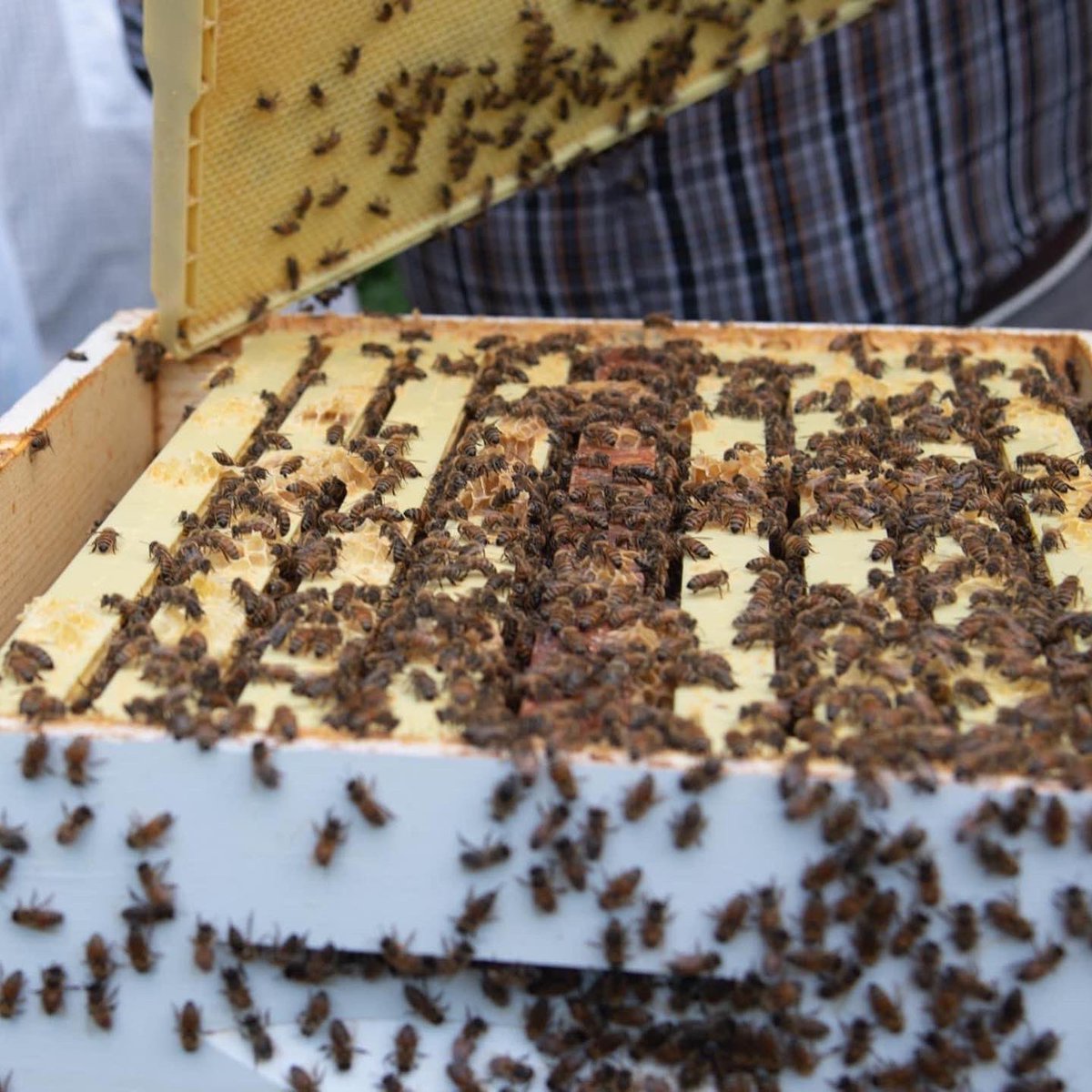 As part of our Creation care efforts, some of our seminarians are beekeeping on campus! This week they took time to introduce our seminary kids and their families to this important task…
⠀
Photos: Marybeth Sanders-Wilson
#CultivateVTS #onholyhill #seminarylife 🐝🐝🐝