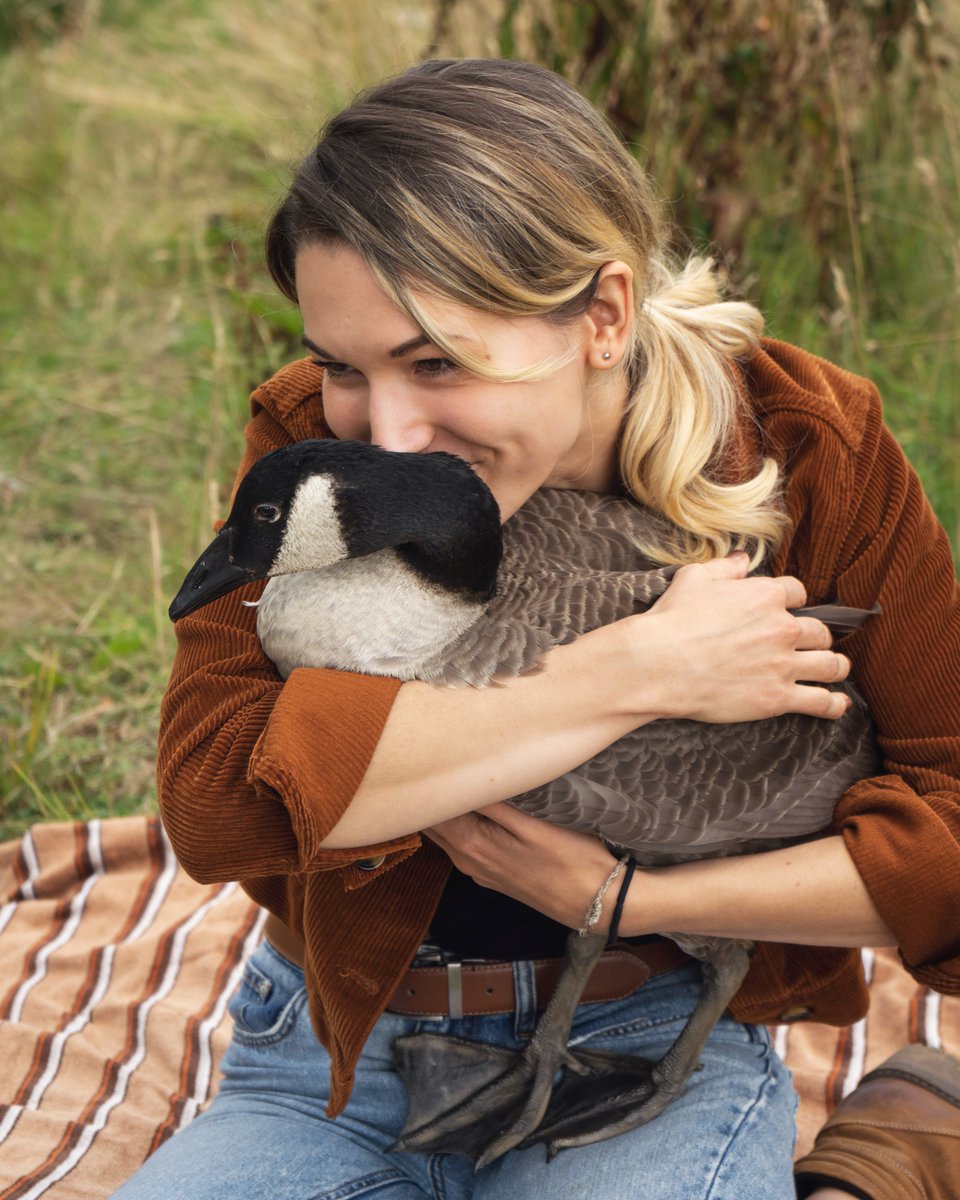 In a few hours we’ll be sharing our goose saga (from the moment we found a freshly hatched orphaned gosling to when we found her a beautiful forever home) on YouTube.

The video is uploading right now! :)