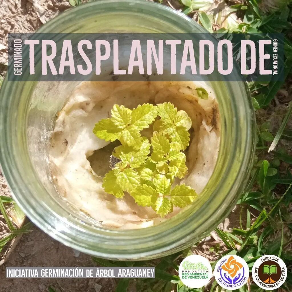 CultivandoLazos's tweet photo. Felicitamos el compromiso de nuestros Padrino Germinador el Excmo. Embajador de Guinea Ecuatorial por germinar y trasplantar los árboles de araguaney 🇻🇪🇬🇶

Cuida, protege, respeta y disfruta de lo que la naturaleza nos ofrece 🌱🌳🦜⛰️

@geqvzla
@raicesunivenezuela
@redambiental… https://t.co/Zjp8Qn5S4A