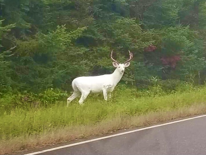 LakotaMan1's tweet photo. Rare White Stag sighting. Sacred to local Natives. They’re keeping his location tightly guarded — to protect it from non-Native poachers. https://t.co/zK5QwMBwdm