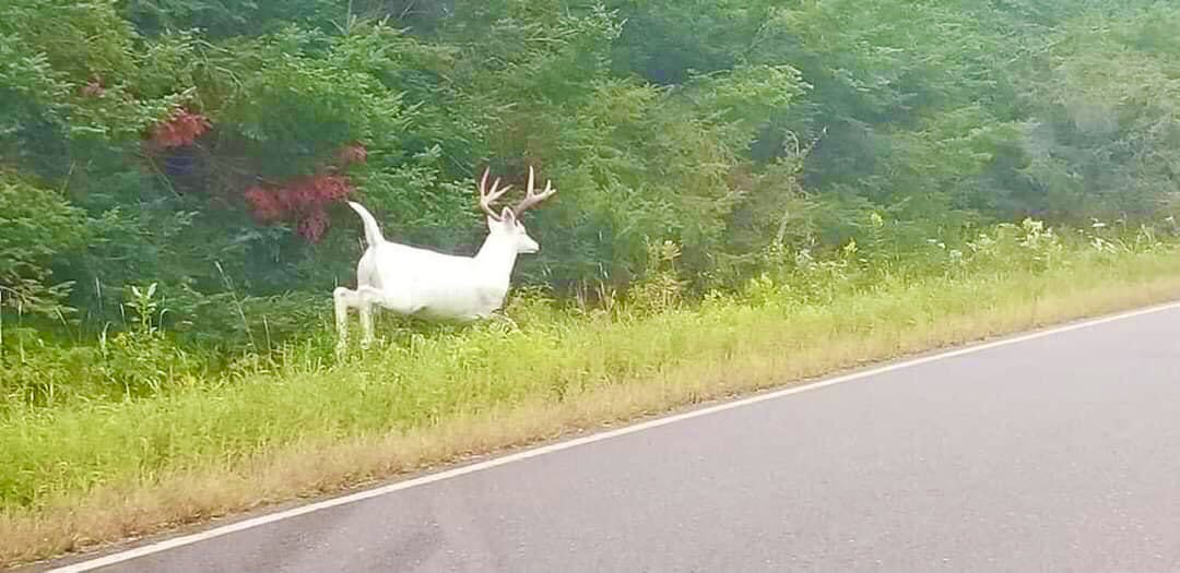 Rare White Stag sighting. Sacred to local Natives. They’re keeping his location tightly guarded — to protect it from non-Native poachers.