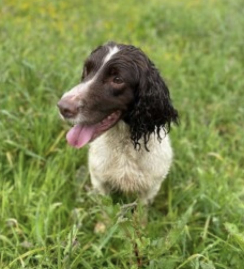 MEG lost near PENINE WAY CARPARK off #A365 Holmfirth Road #OL3 NORTH WEST 28/8/22 

Female/adult liver&amp;white #ESS 
CHIPPED 

DISAPPEARED FROM HER FAMILY PACK THIS MORNING WHILST OUT WALKING. NOT LIKE HER TO WANDER OFF ALONE. CAN BE TIMID WITH STRANGERS 

doglost.co.uk/dog-blog.php?d…