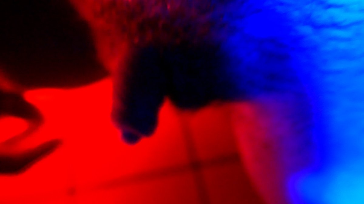 b. Persei tweet media