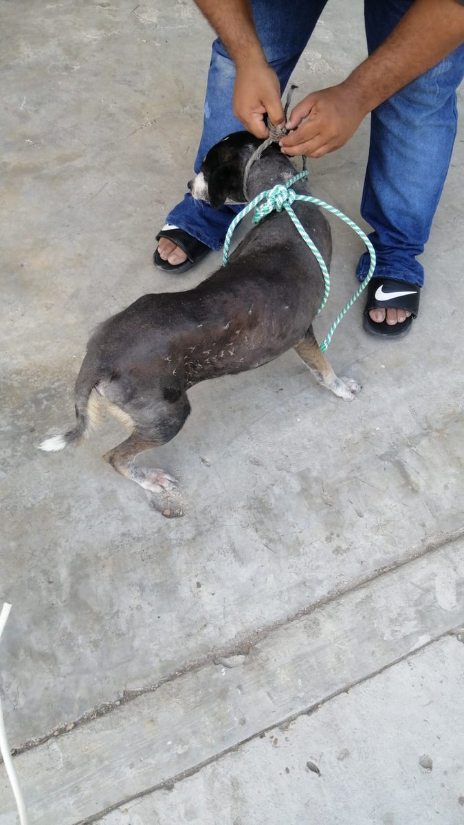 YMFajardo1106's tweet photo. NOS MATARON A COCOA😭💔Estaba en #Barranquilla en el parque las nieves @alcaldiabquilla su ciudad es un infierno y nada va a pasar. Quedan más gaticos y perritos. La idea era traerla a #Bogota esto un mierda @MONYRODRIGUEZOF @margaritavela @andreanimalidad #justiciaparacocoa 😭😭 https://t.co/XotEHcDmdY