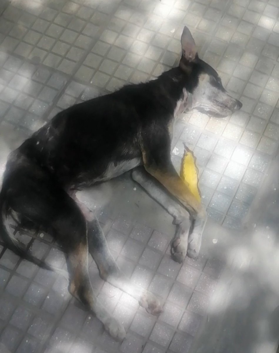 YMFajardo1106's tweet photo. NOS MATARON A COCOA😭💔Estaba en #Barranquilla en el parque las nieves @alcaldiabquilla su ciudad es un infierno y nada va a pasar. Quedan más gaticos y perritos. La idea era traerla a #Bogota esto un mierda @MONYRODRIGUEZOF @margaritavela @andreanimalidad #justiciaparacocoa 😭😭 https://t.co/XotEHcDmdY