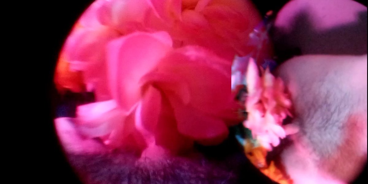 b. Persei tweet media