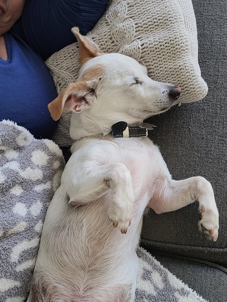 Sh0rt1eK's tweet photo. It's a ruff life! #sundaysnuggle https://t.co/HCzkFXjfI0