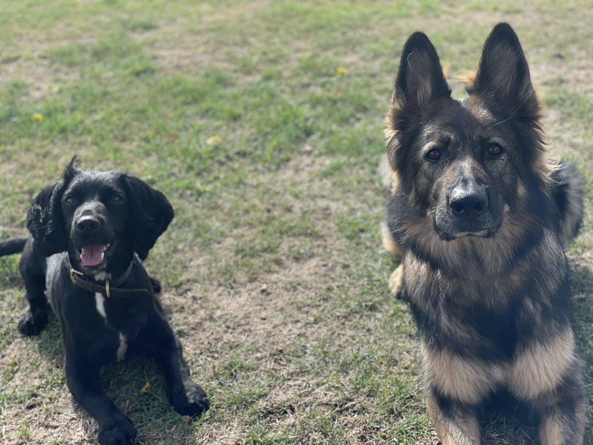 That moment when the inseparable two remain inseparable… even when the big girl is out working doing her thing…. The little man finds a way out the car (hatch dropped by mistake, then out through open driver’s window) and runs 50 odd yards to get involved in the party 🤦🏼‍♂️🤦🏼‍♂️🤦🏼‍♂️
