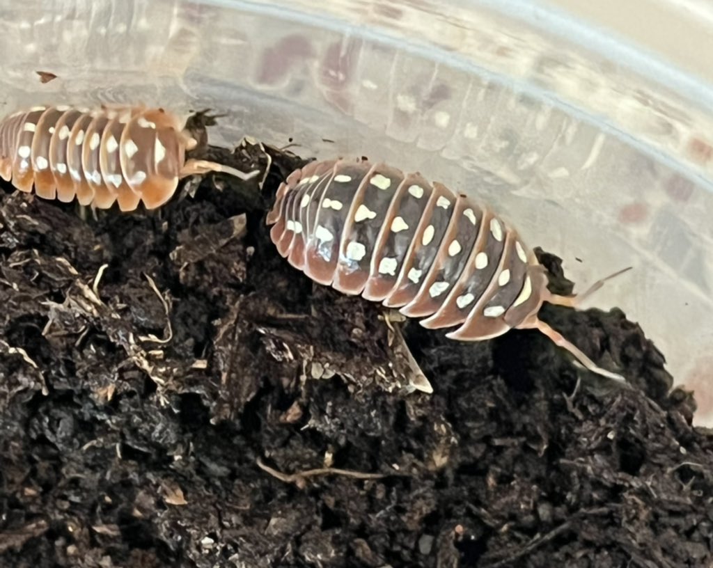 AutieSpeaking's tweet photo. @kateisobels Armadillidium klugii are my latest addition! https://t.co/h3WZ7KWdPW