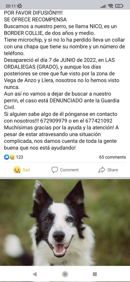 jaldo1983's tweet photo. #PerroPerdido Es de un familiar. A ver si Twitter #Asturias hace su magia y echa una mano #SOS #AnimalPerdido https://t.co/hpDMy6Nsm0