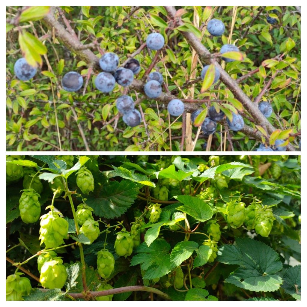 24ChrisA's tweet photo. It's not just blackberries! All these #fruits found in hedgerows during one 3-hour walk today for #wildflowerhour 
Acorn, hawthorn, sloe, rosehips, hops, Holly, elderberry, cuckoo pint, crab apples, byrony, hips, burdock and rowan. Oh, and picked blackberries for breakfast ... https://t.co/XiTRJf1Rbi