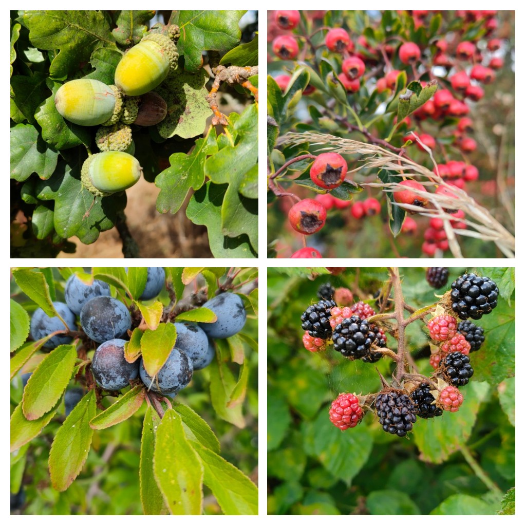24ChrisA's tweet photo. It's not just blackberries! All these #fruits found in hedgerows during one 3-hour walk today for #wildflowerhour 
Acorn, hawthorn, sloe, rosehips, hops, Holly, elderberry, cuckoo pint, crab apples, byrony, hips, burdock and rowan. Oh, and picked blackberries for breakfast ... https://t.co/XiTRJf1Rbi