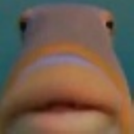 RBX_Lightning's tweet photo. I got warned for an image of a FISH on roblox😭😭 https://t.co/jjJvTblFl3
