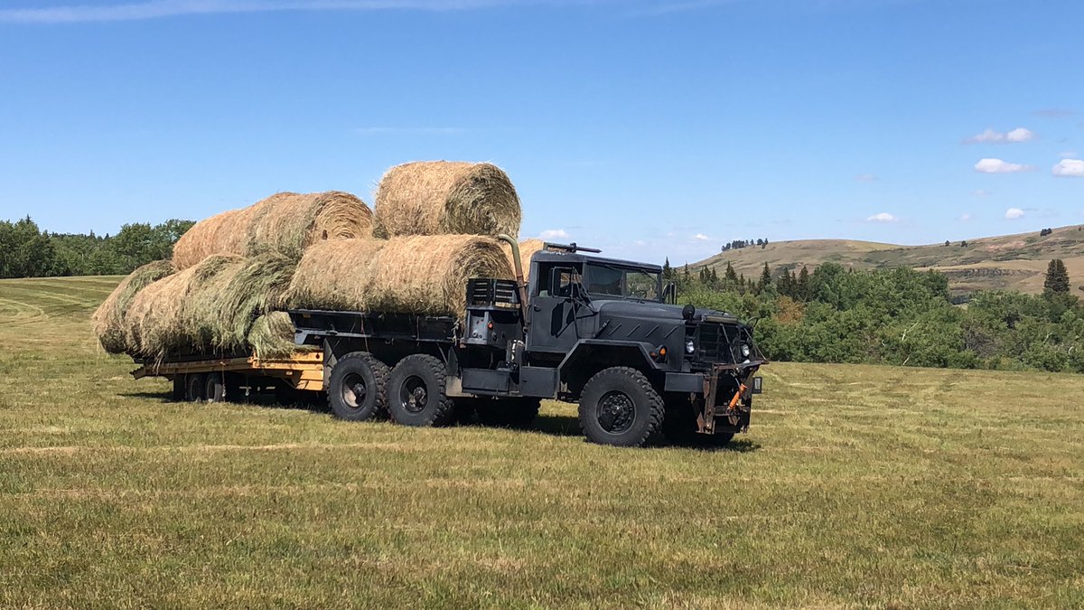 jason_nosajdeff's tweet photo. Breachy cows and elk feeling the season make for some fuzzy bales https://t.co/vNi4380ZNB
