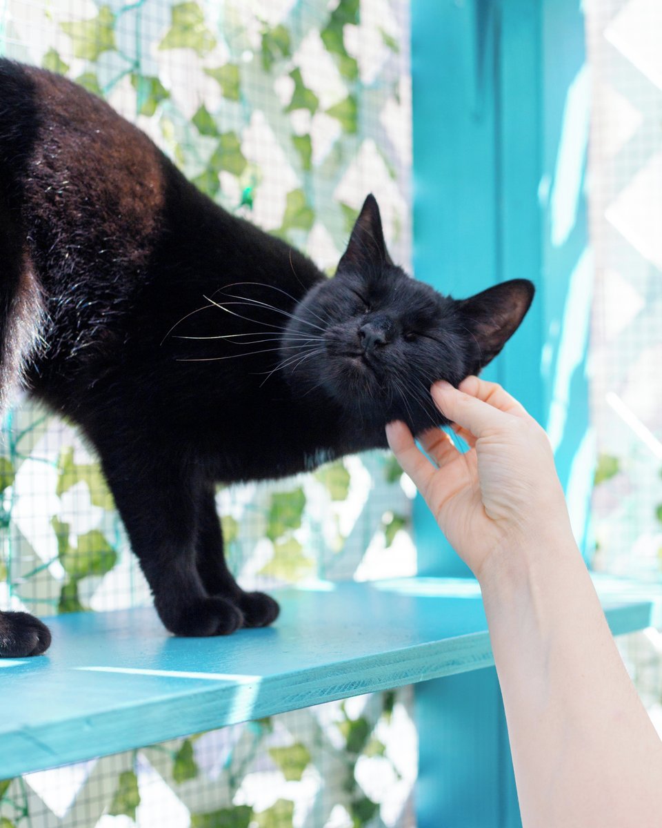 CatCafe Lounge tweet media