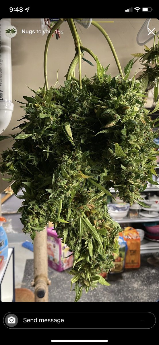 DRG_CraftCanna's tweet photo. Taking Blueberry an Skunk to a new level coming in strong with her 16 week grow time while drop kicking ur nose with her pungant sweet Blueberries & Skunk aroma with a cola thatll replace your forearm #CannabisCommunity #cannabisindustry #autoflower #autoreg https://t.co/AF4NjzEzEb