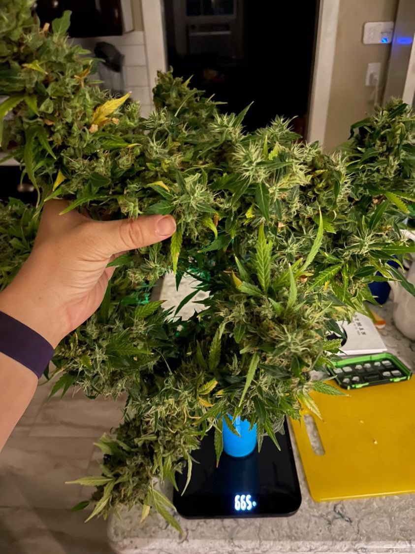 DRG_CraftCanna's tweet photo. Taking Blueberry an Skunk to a new level coming in strong with her 16 week grow time while drop kicking ur nose with her pungant sweet Blueberries & Skunk aroma with a cola thatll replace your forearm #CannabisCommunity #cannabisindustry #autoflower #autoreg https://t.co/AF4NjzEzEb