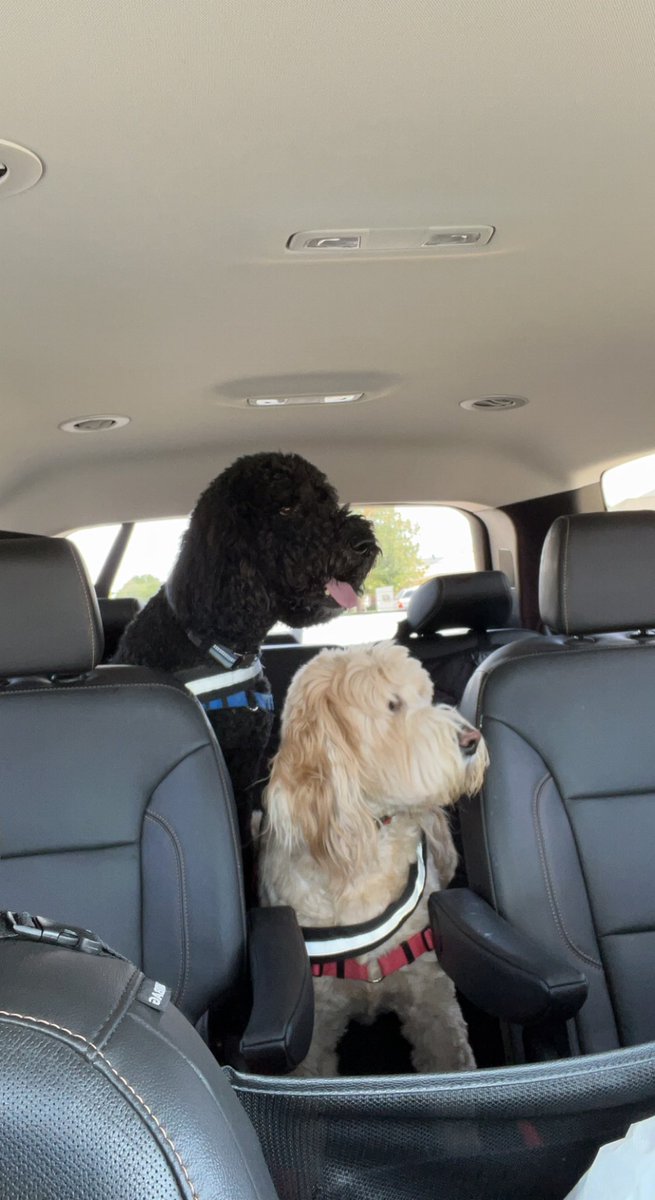 doc_chapman's tweet photo. @drmachalicek Champ and Oliver, both trained service dogs!  😍 https://t.co/Jon0WjShxg