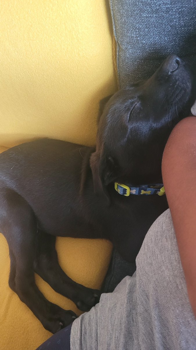 emmasymonds2511's tweet photo. My Bear had an exhausting morning playing, eating, peeing, discovering, kissing mommy but this cannot be comfy #dogsoftwitter #puppylove #labradorX #PresaCaneria https://t.co/b6268RNZgZ