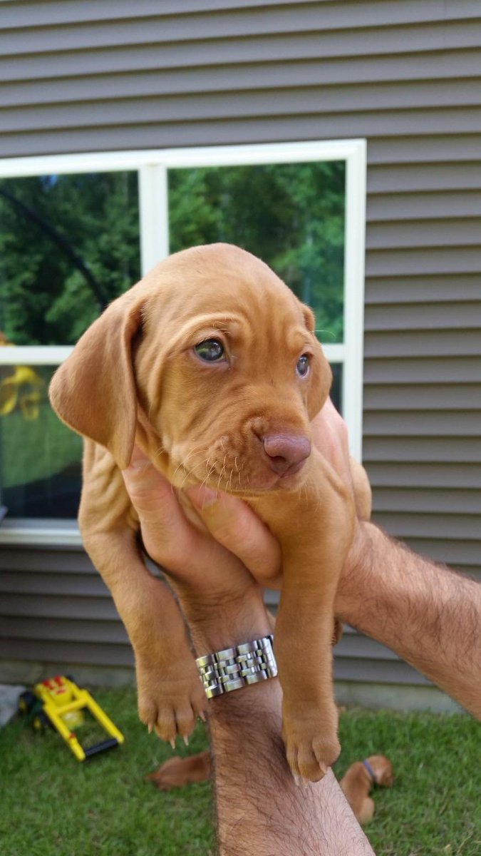 ottofogleman's tweet photo. @notthefakeSVP Otto! This is our Vizsla as a Pup. He is 6 now and is a great doggo. Good luck! https://t.co/bw4sUCkBPQ