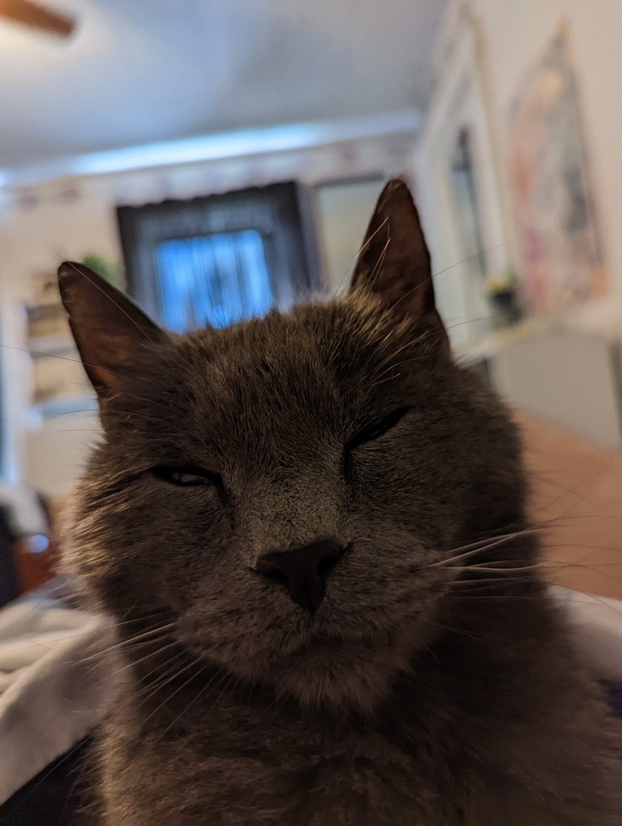 drifblooper's tweet photo. We had to put our beloved boy Tank down yesterday. He was 15 years old and developing liver problems and anemia. The vet said that even if it were treated, he wouldn't have long left so we made the decision to end his suffering. I will miss him forever, rest well buddy https://t.co/rCLuKLr66h