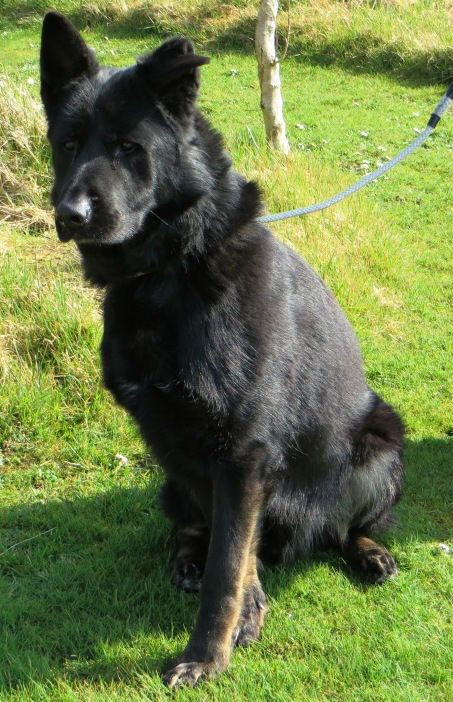 AdoptionsUk's tweet photo. Please retweet to help Barney find a home #CORNWALL #UK 

Aged 11, looking for a special home with the time and experience he needs to go on with training. He could live with older children and with another neutered dog🐶
CONTACT THE RESCUE FOR DETAILS👇
https://t.co/R8AXgvMHVr https://t.co/DmzoyR5lz7