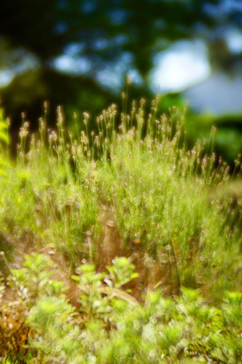 XtopherKo's tweet photo. Dried up lavender in the heat of August | @LensbabyUSA #Velvet85 https://t.co/JLzZ9ctSks
