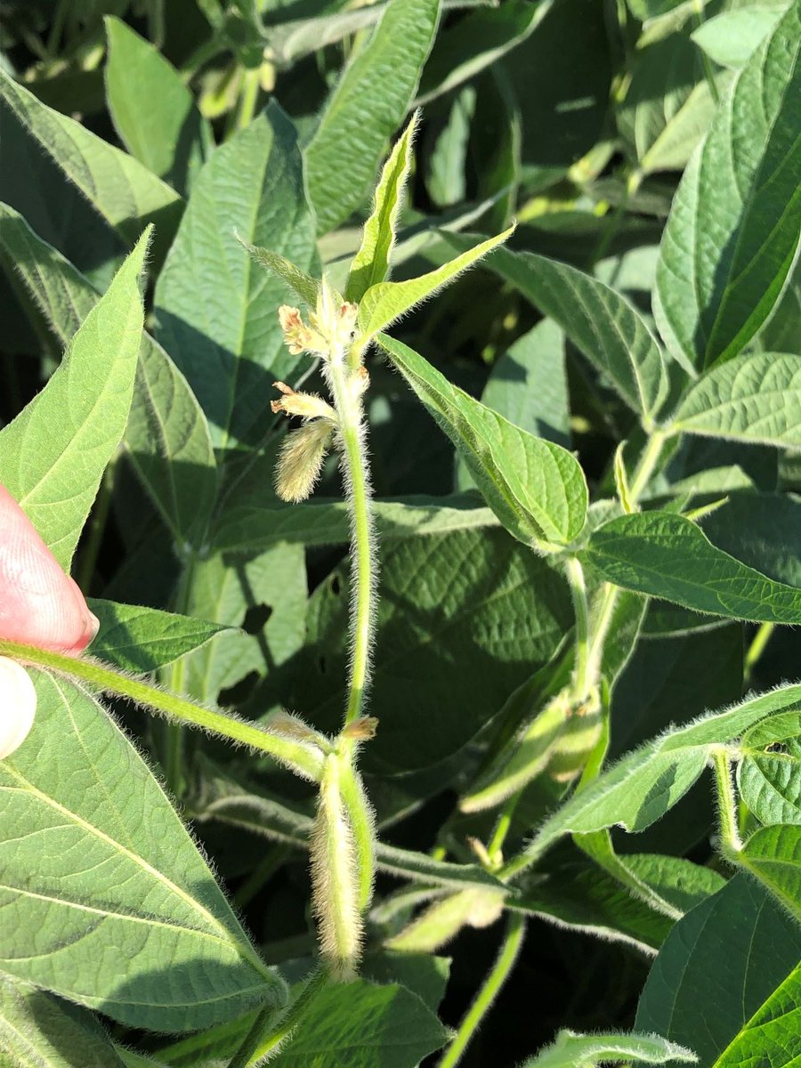 Aug. 26, 2022- First Mid Ag Services - Bloomington released its 26th Annual McLean County, IL Yield Tour Estimates coming up with a county- wide average of 209.46 bushels/acre.  See full details &amp; how this compares to historical data at  firstmidag.com/news/2022-mcle…   #harvest2022