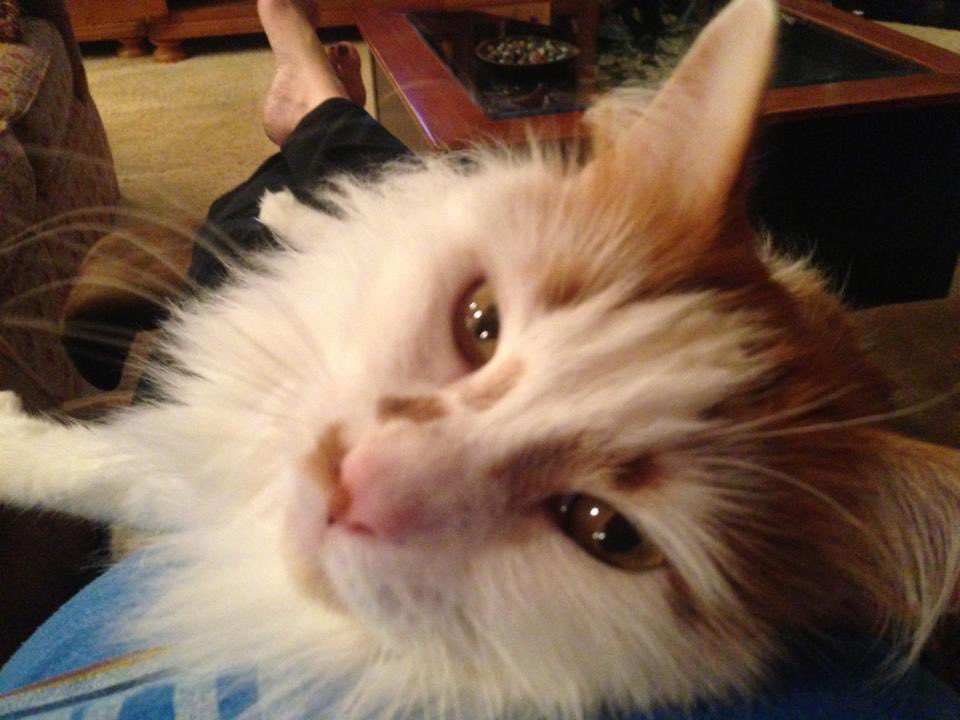 LilOkie76's tweet photo. Taking today to remember &amp; honor #MelvinKitty who left us in October 2021. He was my ride or die for 16 years &amp; literal life long big buddy to my 13.5 y/o daughter. I tearfully admit I still struggle with his absence! 💔🐱
#NationalRainbowBridgeRembranceDay  #InMemoryOfOurPets https://t.co/lpMXcpjbD6