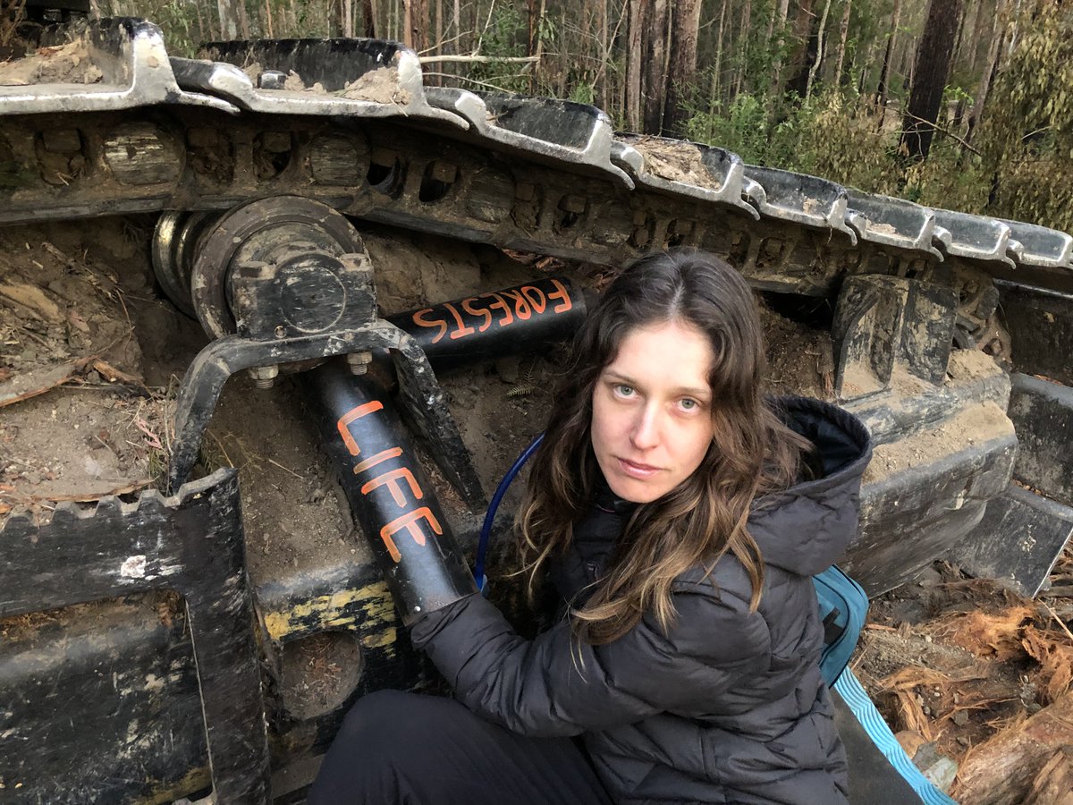 BelloActivists's tweet photo. BREAKING: Forest defender locks onto a harvester in Ellis State Forest this morning, calling out Forestry Corporation NSW for logging critical koala habitat in the midst of an escalating extinction crisis. 

#KoalaKiller #NSWPol #ClimateCrisis https://t.co/8bXpIG1Nvf