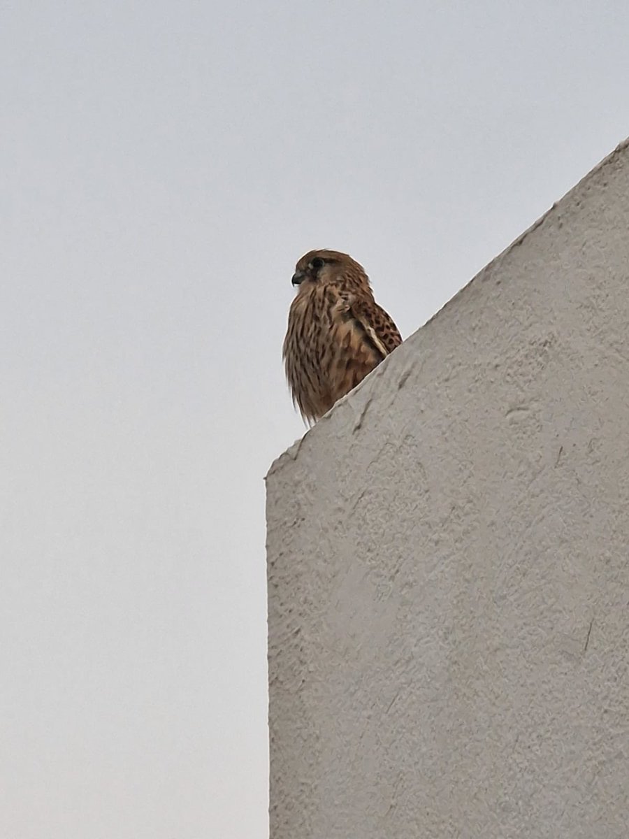 ZymurgyChief's tweet photo. @TheTiercel @vivthesetter hi both, we’re over in Lanzarote at the moment, is this a Kestrel? https://t.co/3KC0zSqiMN