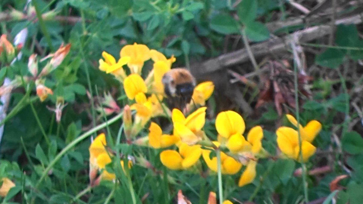 philpixy's tweet photo. #wildflowerhour Weld and birdsfoot trefoil each with a #pollinatorpal bumble bee. https://t.co/oBslVNfDOC