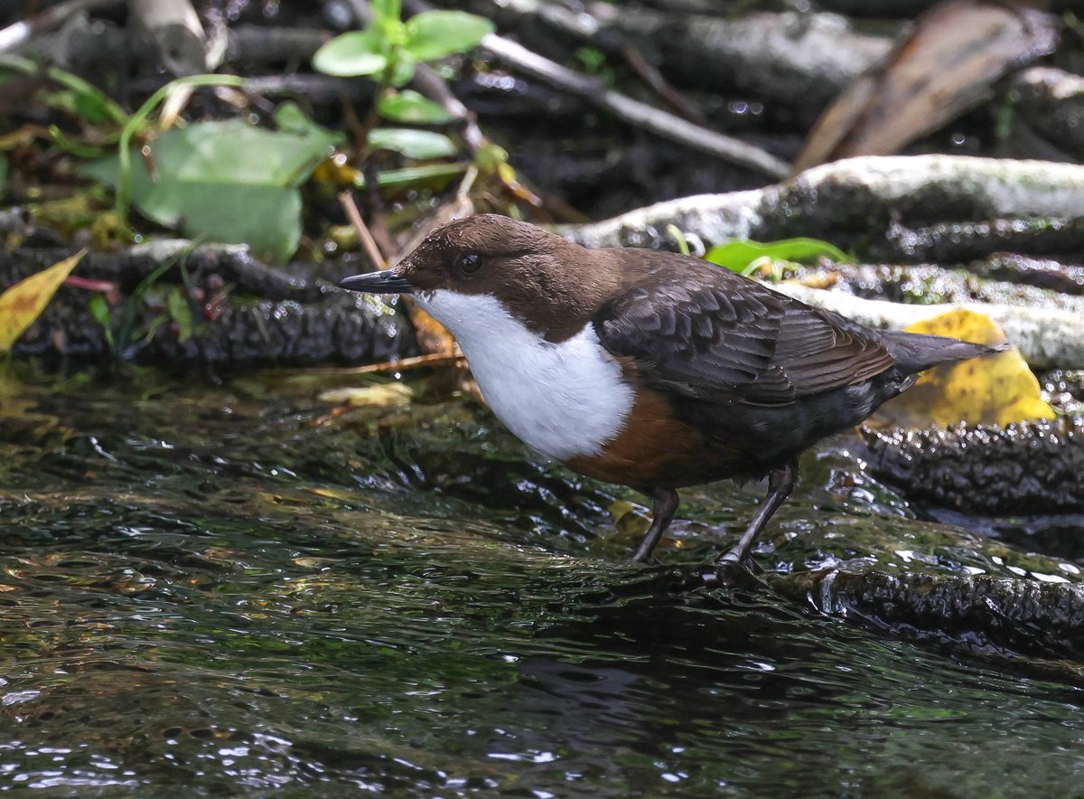 alan lewis wildlife stuff tweet media