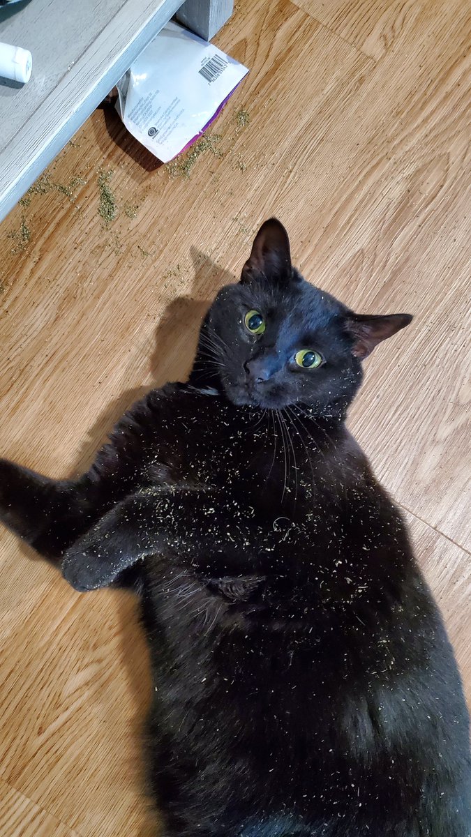 cvivian86's tweet photo. @TweetsOfCats @TamaraLush #catnipHigh #LifeWithDaisy https://t.co/QagbzjCtTI