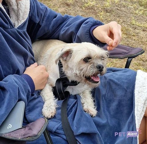Please retweet TO HELP FIND THE OWNER OF THESE 2 DOGS FOUND ABANDONED AT THE GREEN MAN FESTIVAL #CRICKHOWELL #WALES 18 aug 
They could be missing from another region, please share widely.
Contact : facebook.com/goodenough1
#dogs #DogsOnTwitter