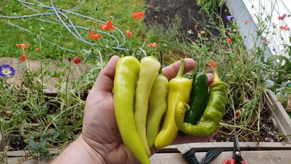 Rage_Potato_902's tweet photo. Handful of peppers fresh from the garden for supper tonight.
Sweet Banana x2
Aji Cristal Hot
Hot Hungarian Wax
Early Jalapeno
Jimmy Nardello
#FarmerTater 👨🌾
#Peppas https://t.co/EQnByKbCFw
