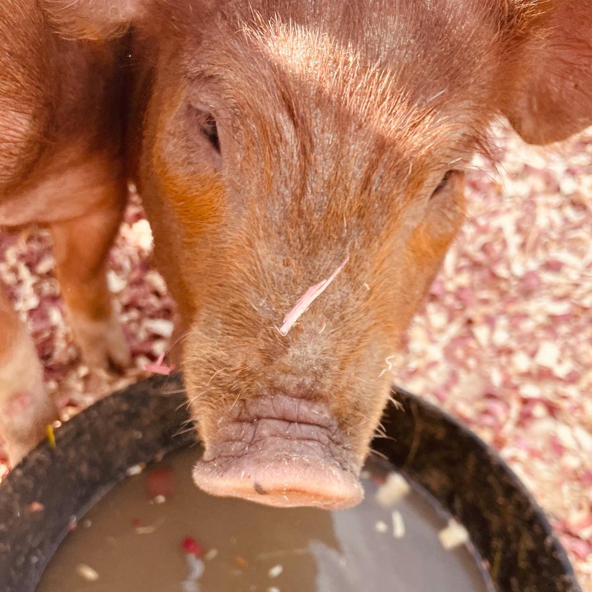AlaskaStateFair's tweet photo. A little pre-race hydration, carb load, and pep talk huddle for these little racers. Check out the flying piglets at 1:30, 3:30 & 5:30 at the Channel 12 and CBS 5 Corral. It’s the Kenai Peninsula Racing Pigs! 🐷 🏁
#Pig #Piglet #race #palaska #alaskastatefair #oink https://t.co/LxNfaBGMOZ