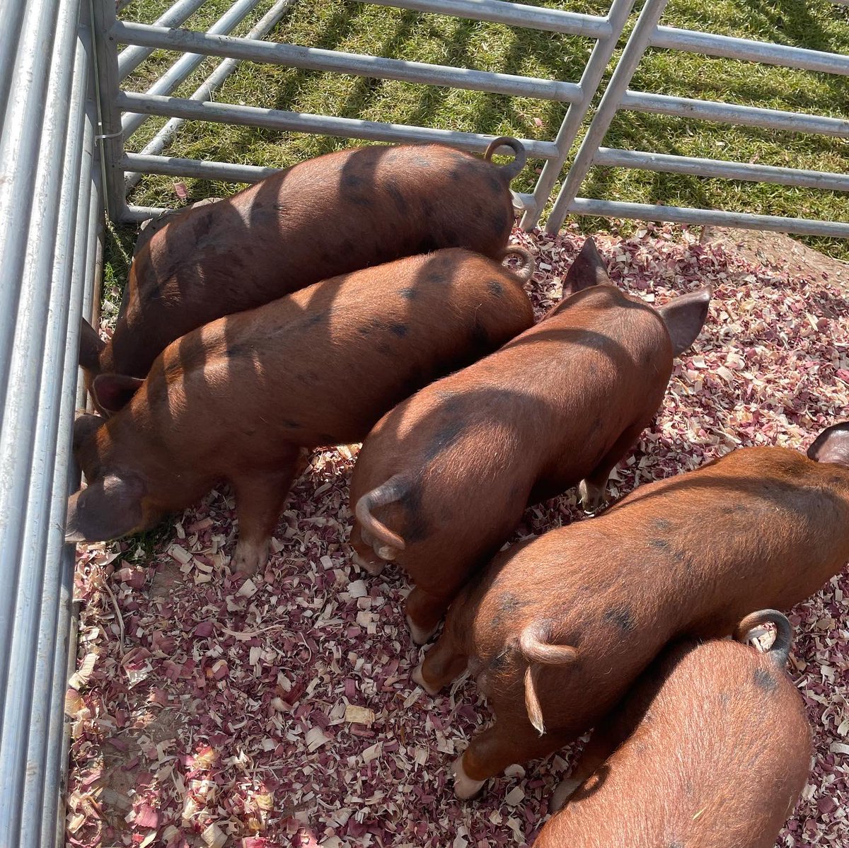 AlaskaStateFair's tweet photo. A little pre-race hydration, carb load, and pep talk huddle for these little racers. Check out the flying piglets at 1:30, 3:30 & 5:30 at the Channel 12 and CBS 5 Corral. It’s the Kenai Peninsula Racing Pigs! 🐷 🏁
#Pig #Piglet #race #palaska #alaskastatefair #oink https://t.co/LxNfaBGMOZ