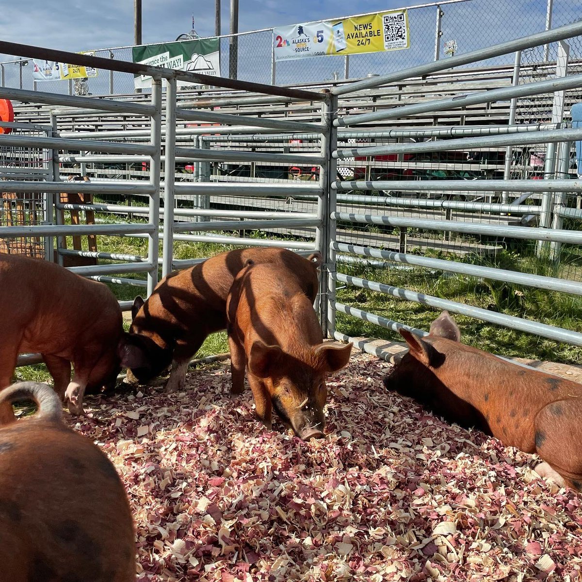 AlaskaStateFair's tweet photo. A little pre-race hydration, carb load, and pep talk huddle for these little racers. Check out the flying piglets at 1:30, 3:30 & 5:30 at the Channel 12 and CBS 5 Corral. It’s the Kenai Peninsula Racing Pigs! 🐷 🏁
#Pig #Piglet #race #palaska #alaskastatefair #oink https://t.co/LxNfaBGMOZ