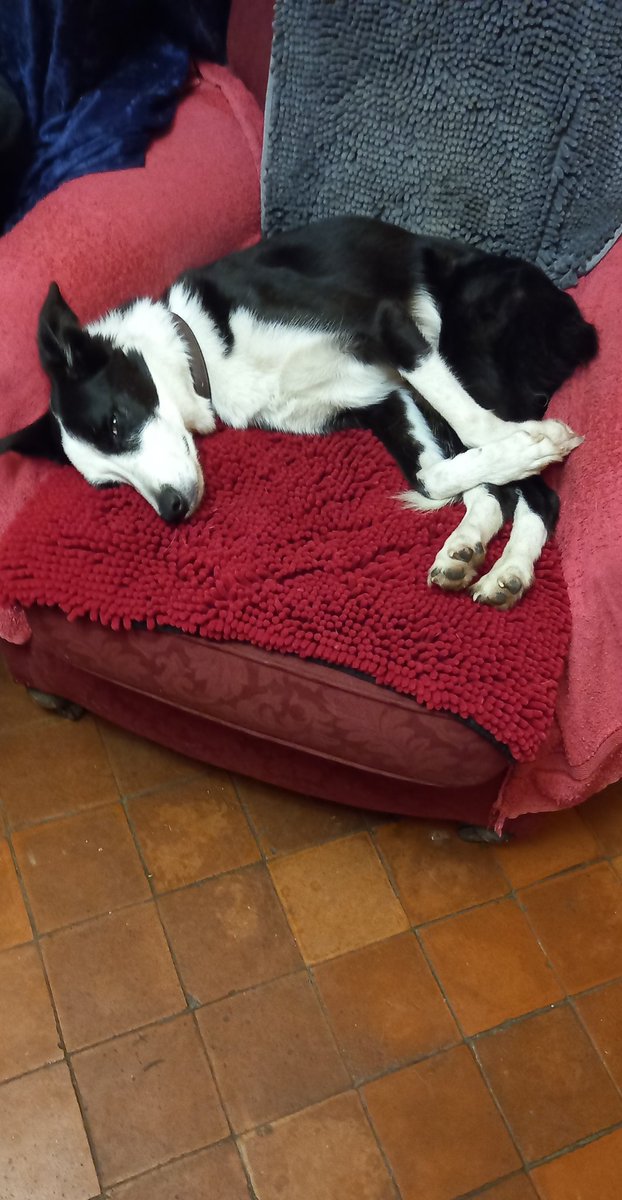 Forest2Furnitur's tweet photo. She's had a tiring day at work with me.
#workingbordercollies https://t.co/EPPqRf0NBv