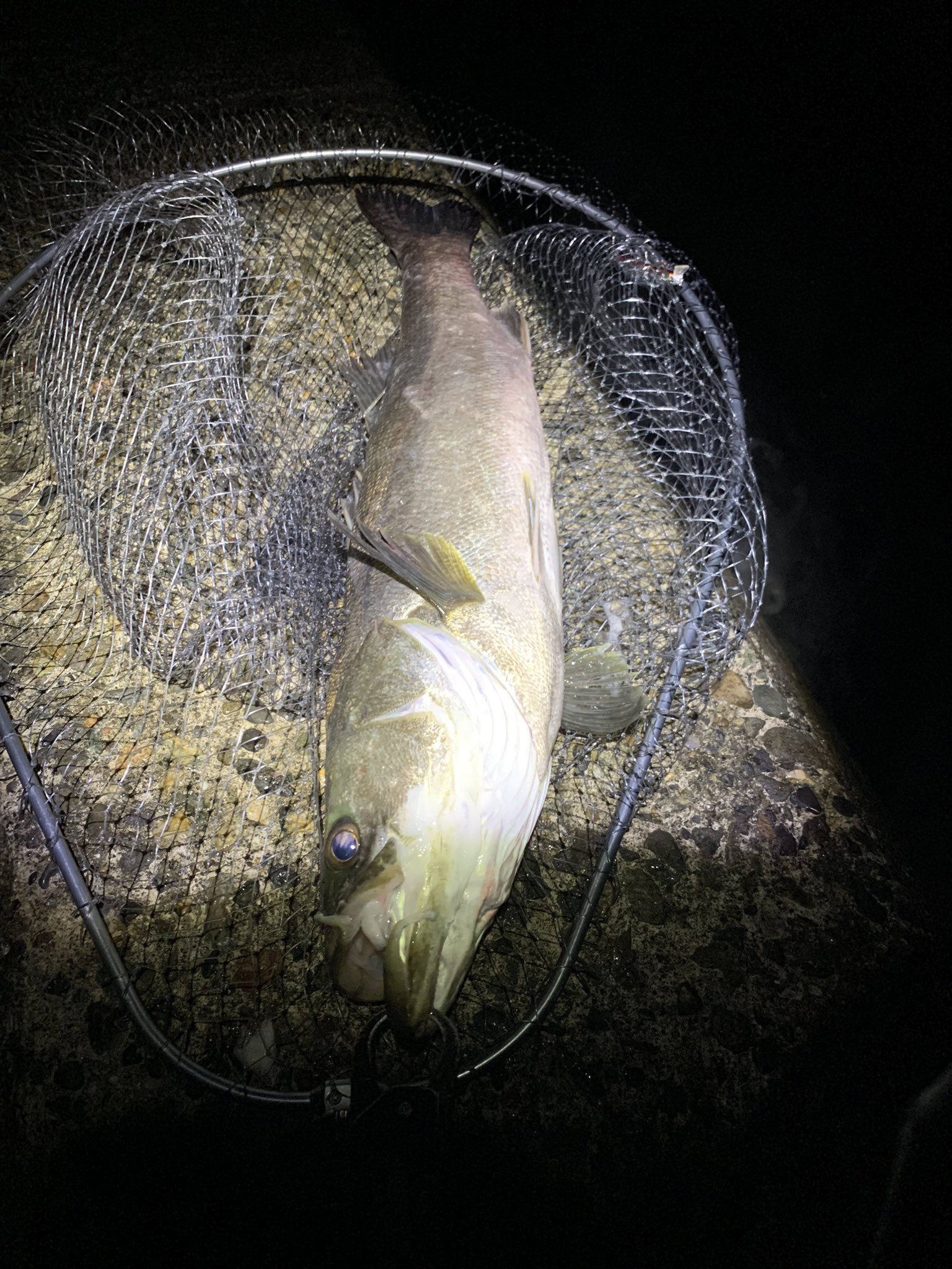 べたなぎ (beta_nagi1173) / Twitter