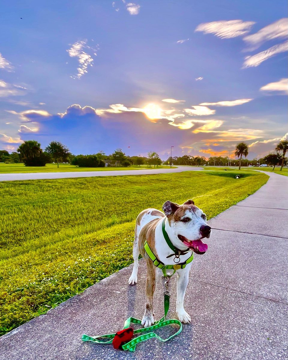 forpoochessake's tweet photo. The #sun trying ito shine through a thick #cloud ends up wearing what looks like a #halo . #holysun ! Savior’s just #happy to be out early while it’s still cool and dry bec another afternoon #storm is brewing with the #fullworks . #nocomplaints Thankful it’s not a #hurricane . https://t.co/VIg9ekb4my