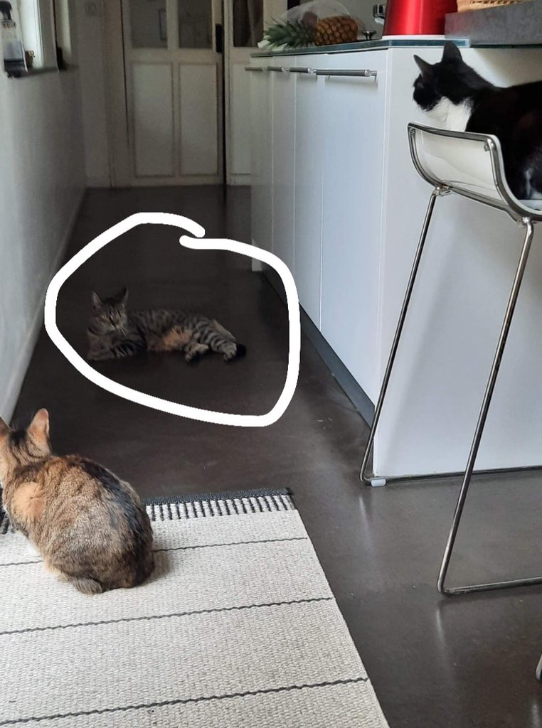guillaumedoubi's tweet photo. Bonsoir à tous, j’ai perdu mon chat depuis mercredi soir à roubaix,elle est sorti dans le jardin mais n’est pas revenu pour dormir, depuis plus de nouvelle d’elle.. elle s’appelle judy.. si jamais vous pensez l’avoir vu ce serait cool de me prévenir, merci https://t.co/LB23OzWLUm