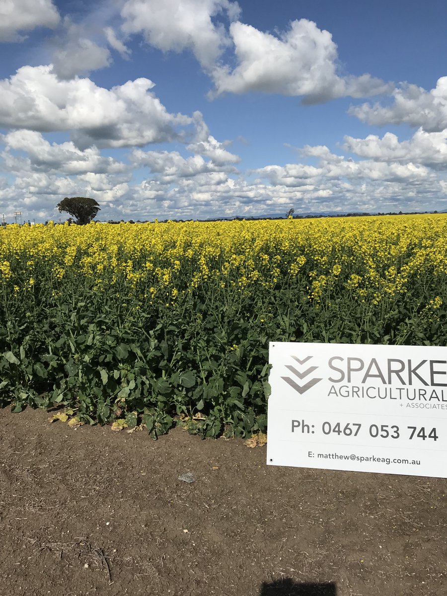 Apparently the best canola crop between Berrigan and Millicent. Good work Glenn J. Only 100kg of urea too after deep N results. So they were right. Looking at decile &amp; if we get 15mm today too. Target about 3.6T @jenkinsonGlenn @Agprecision Right maturity and timing
