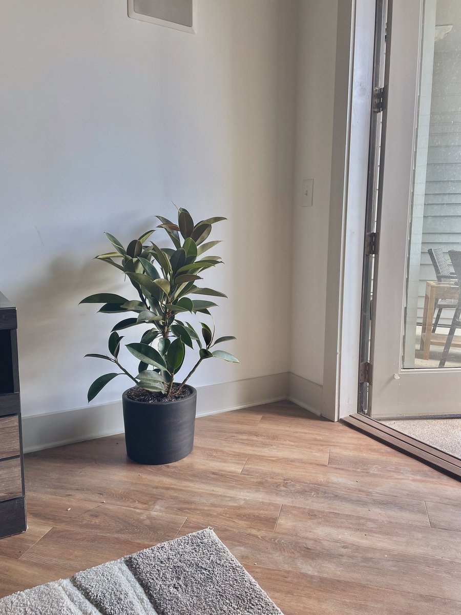 romer2romer's tweet photo. Got my first plant today. Never felt responsible for something until now. Drove home like it was new born baby. Anyways, here’s Reggie! https://t.co/FJKTf3Zz3d
