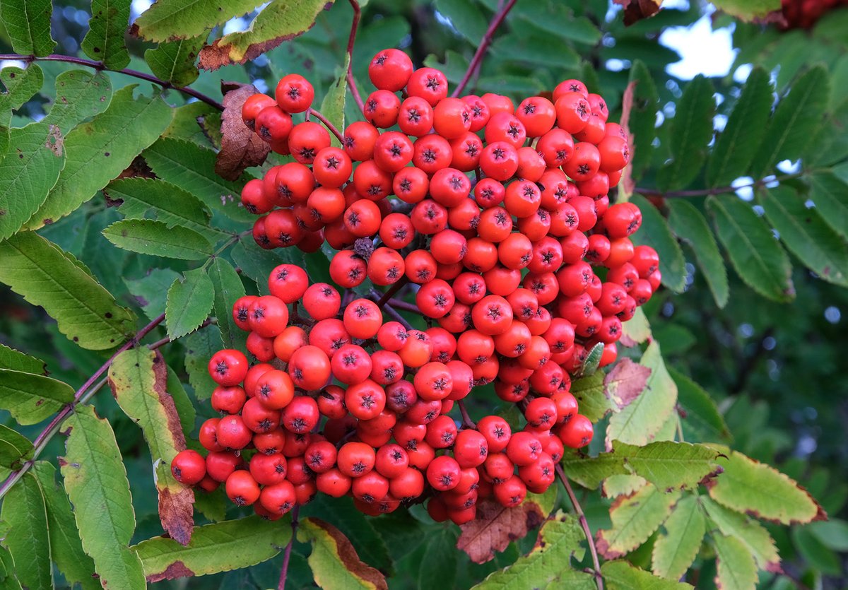 scotfot's tweet photo. Rowan berries #fuits #wildflowerhour https://t.co/7lAGlJ1hCq
