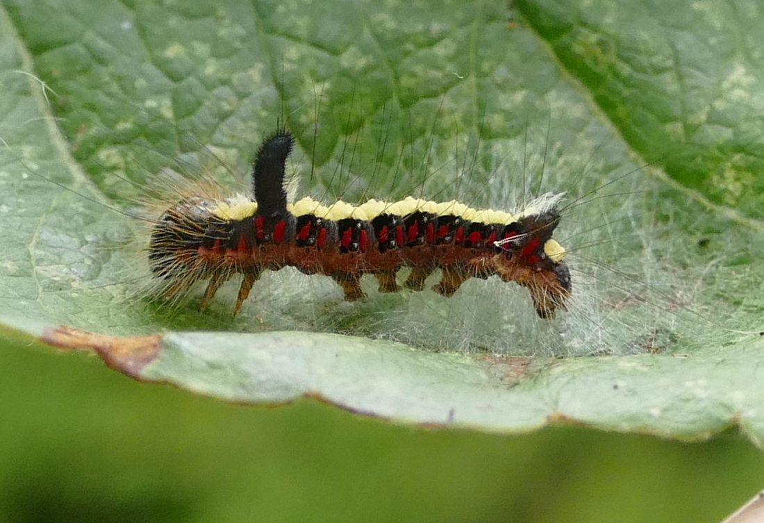 Grey Dagger moth caterpillar on garden apple tree. #mothsmatter #wildlifefriendlygardening