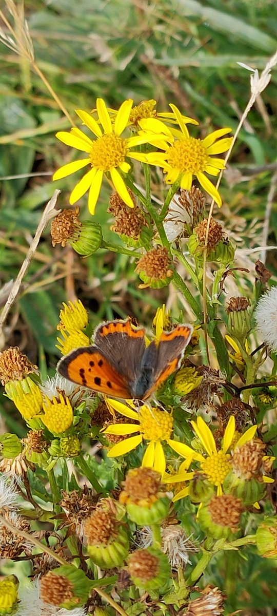 BridieTonge's tweet photo. Small copper butterfly. Found on our walk this morning. #britishbutterfly #photohour #smallcopperbutterfly https://t.co/z3oMohvYfB