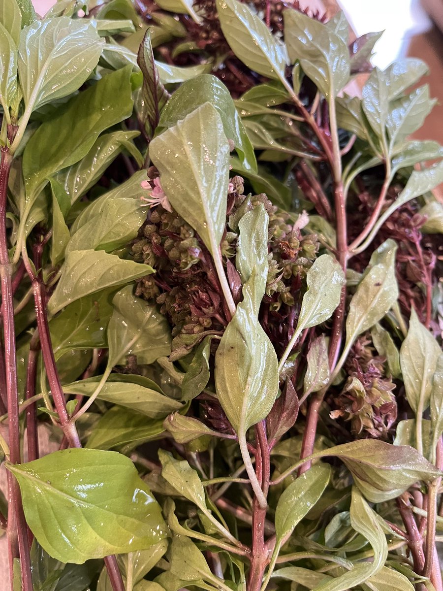 Stellar harvest today at the MGES Giving Garden! Here’s what collaboration with WHS, SFE and MGES “produces!” <a href="/MGESPTO/">MGES PTO</a> <a href="/MapleGlenWWS/">Maple Glen</a> <a href="/wwsweb/">WWS</a>